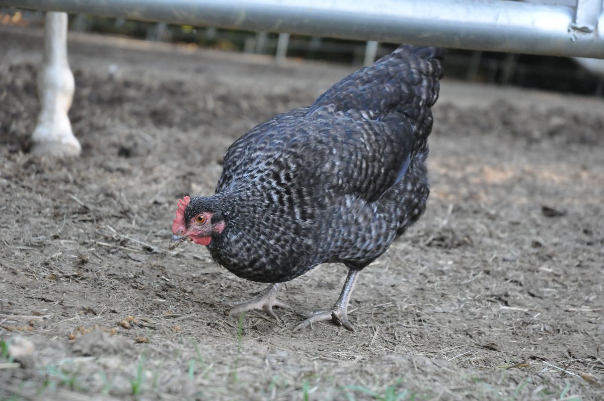 A barred Cuckoo Marans Chicken gobbling in a backyard.