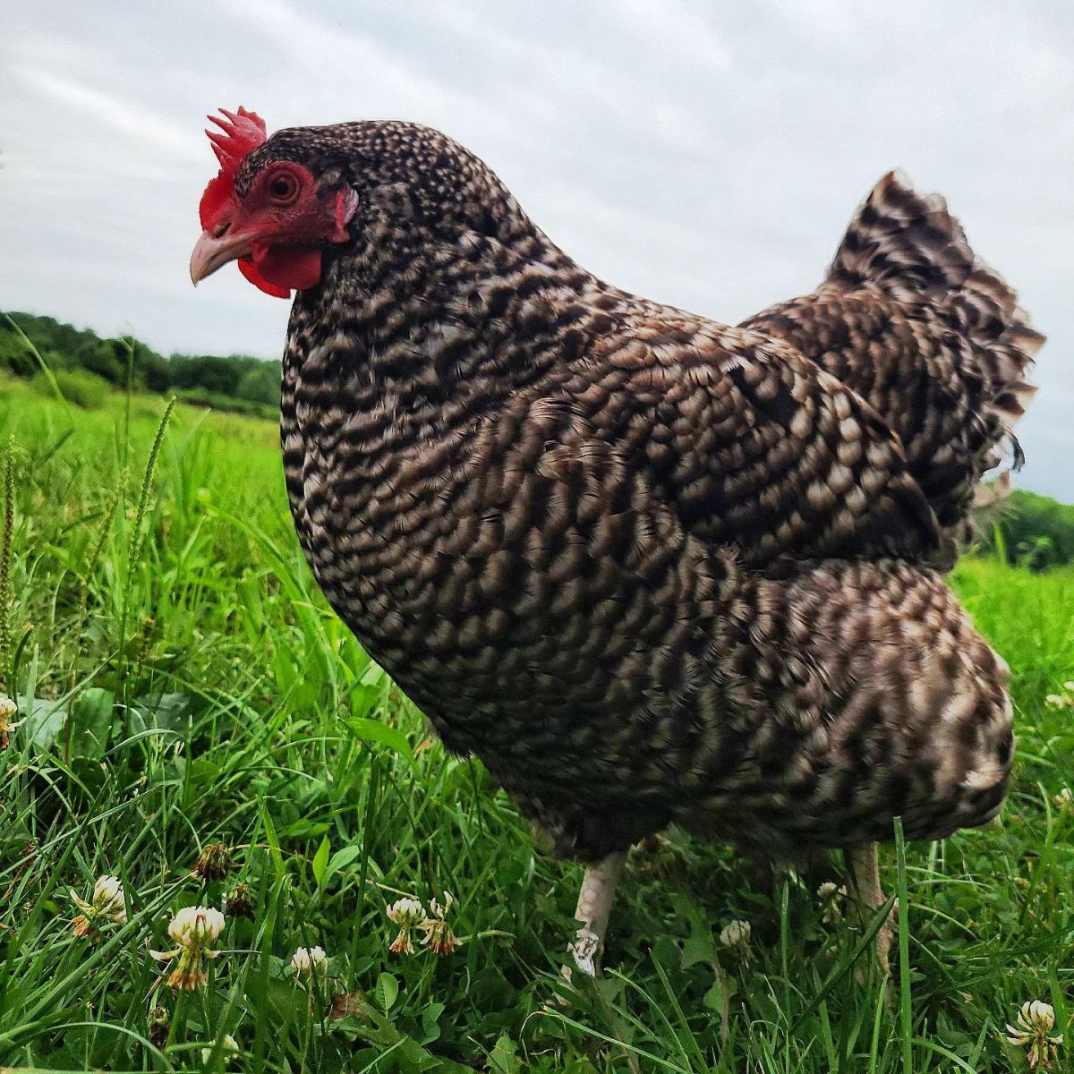 A barred Cuckoo Marans Chicken on a green pasture.