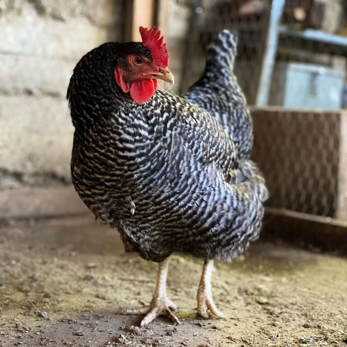 A barred Cuckoo Marans Chicken in a chicken coop.