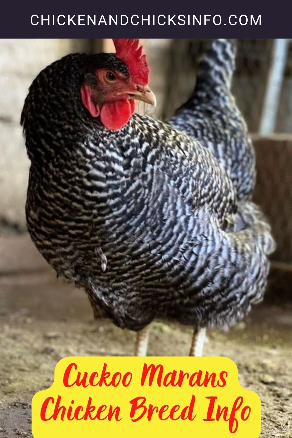 Cuckoo Marans Chicken Breed Info pinterest image.