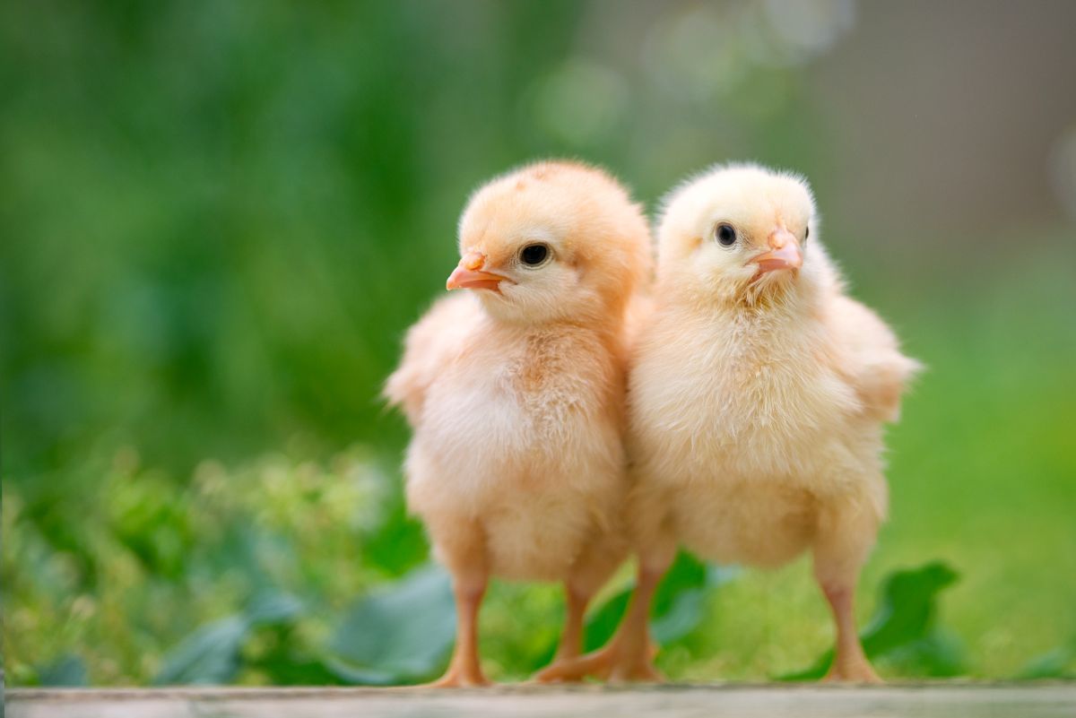 Two adorable chicks standing next to each other.
