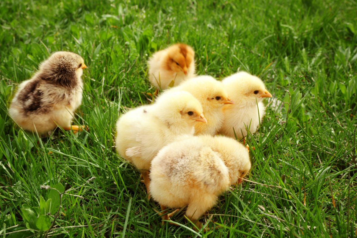 Six adorable chicks on green grass.