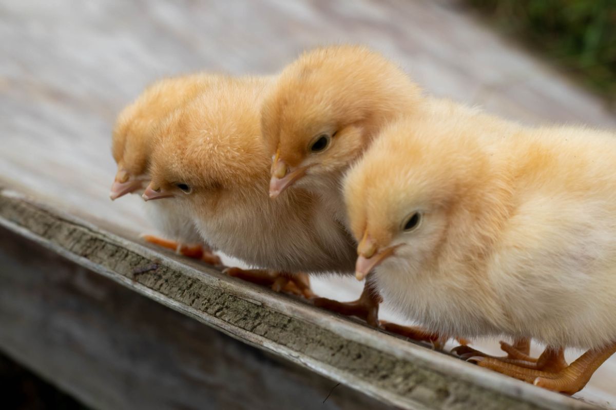 Four adorable yellow chicks on a wooden board.
