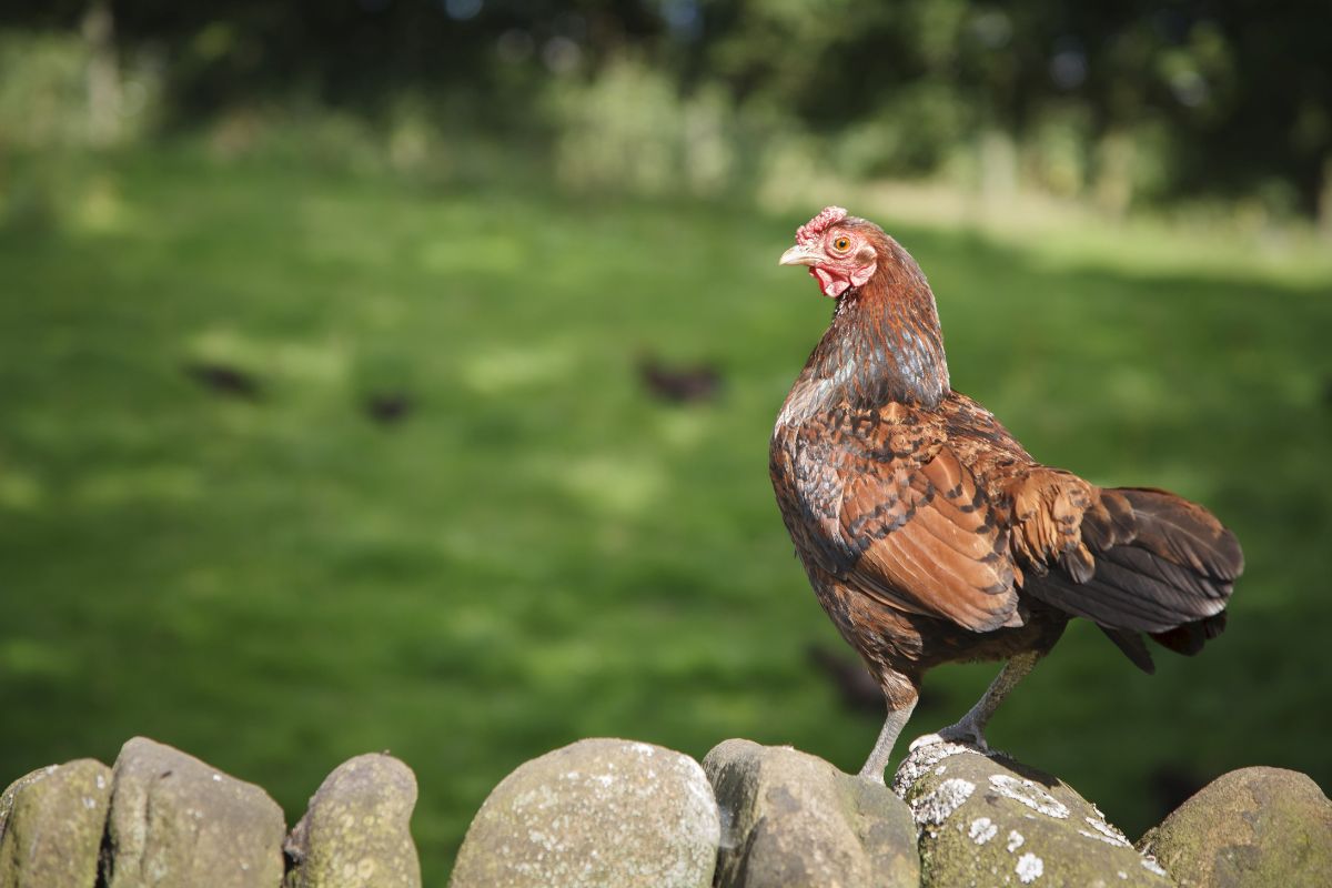 An adorable Derbyshire Redcap hen perched on a rock fence on a sunny day.