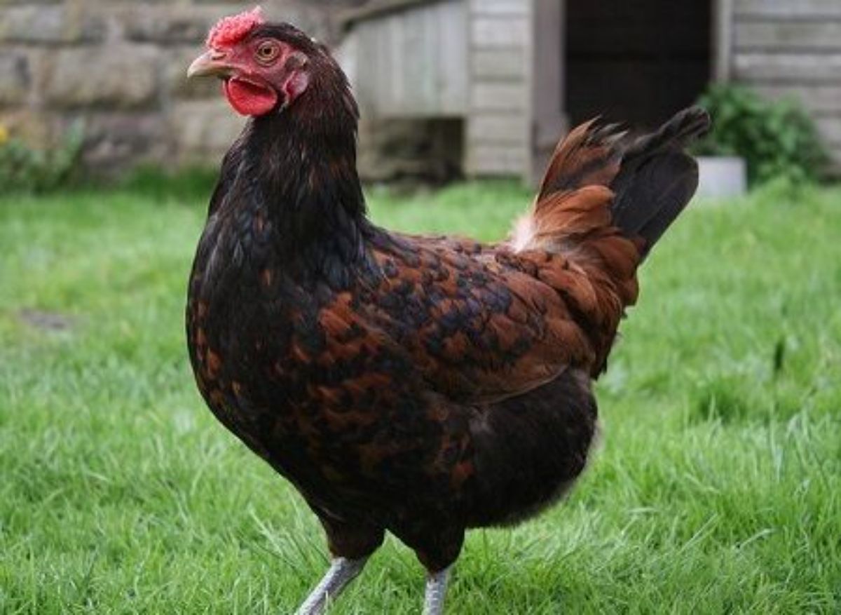 An adorable Derbyshire Redcap hen standing in a backyard.