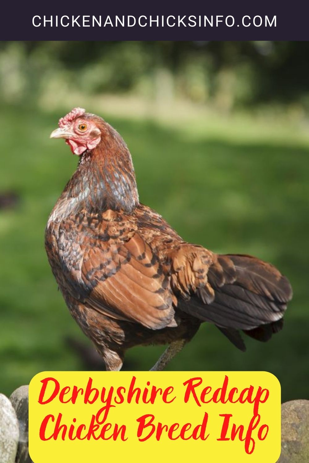Derbyshire Redcap Chicken Breed Info pinterest image.