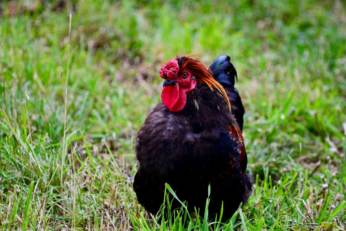 Derbyshire Redcap rooster perched in a backyard.