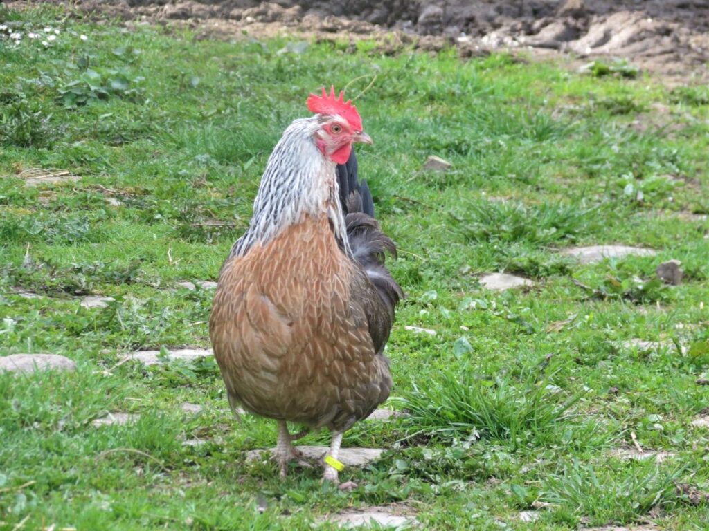 Dorking Chicken Breed Info Chicken & Chicks Info