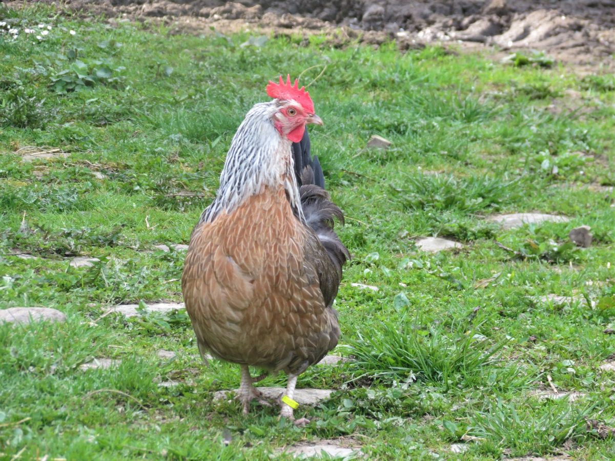 An adorable Dorking Chicken wandering in a backyard.