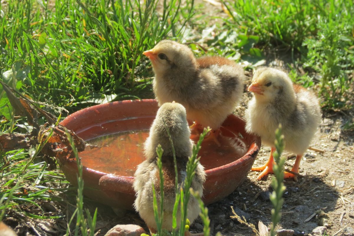 Cute Dorking Chicks near a bowl of water on a sunny day.