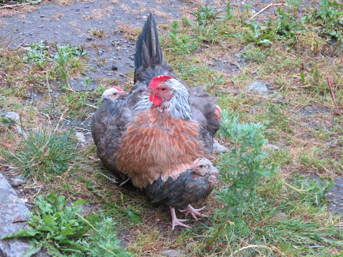 A Dorking Chicken with chicks under her wings in a backyard.