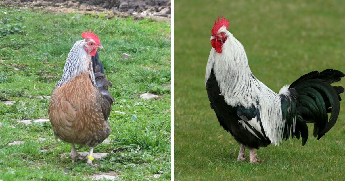 Dorking Chicken Breed Info Chicken & Chicks Info