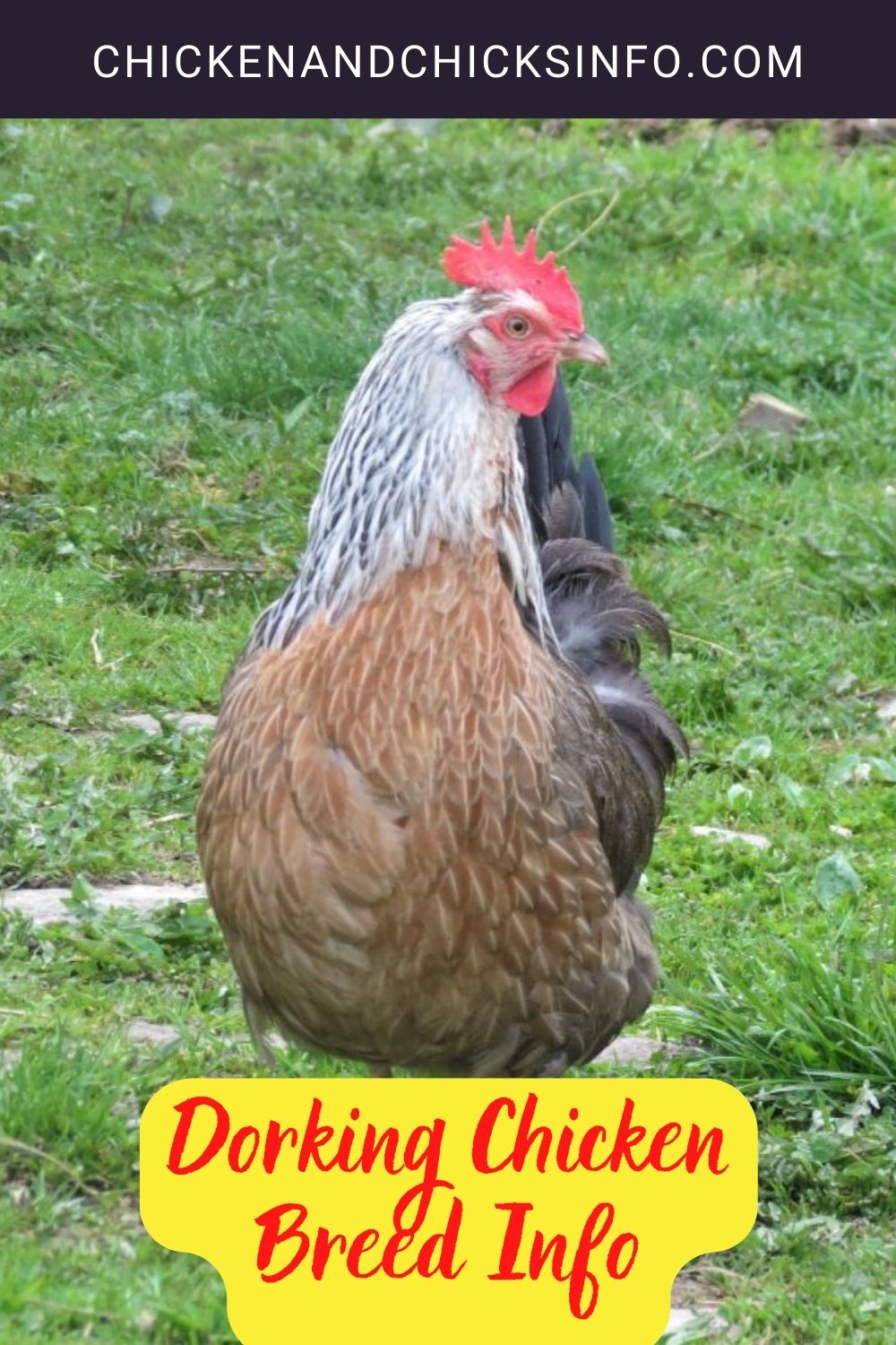 Dorking Chicken Breed Info pinterest image.