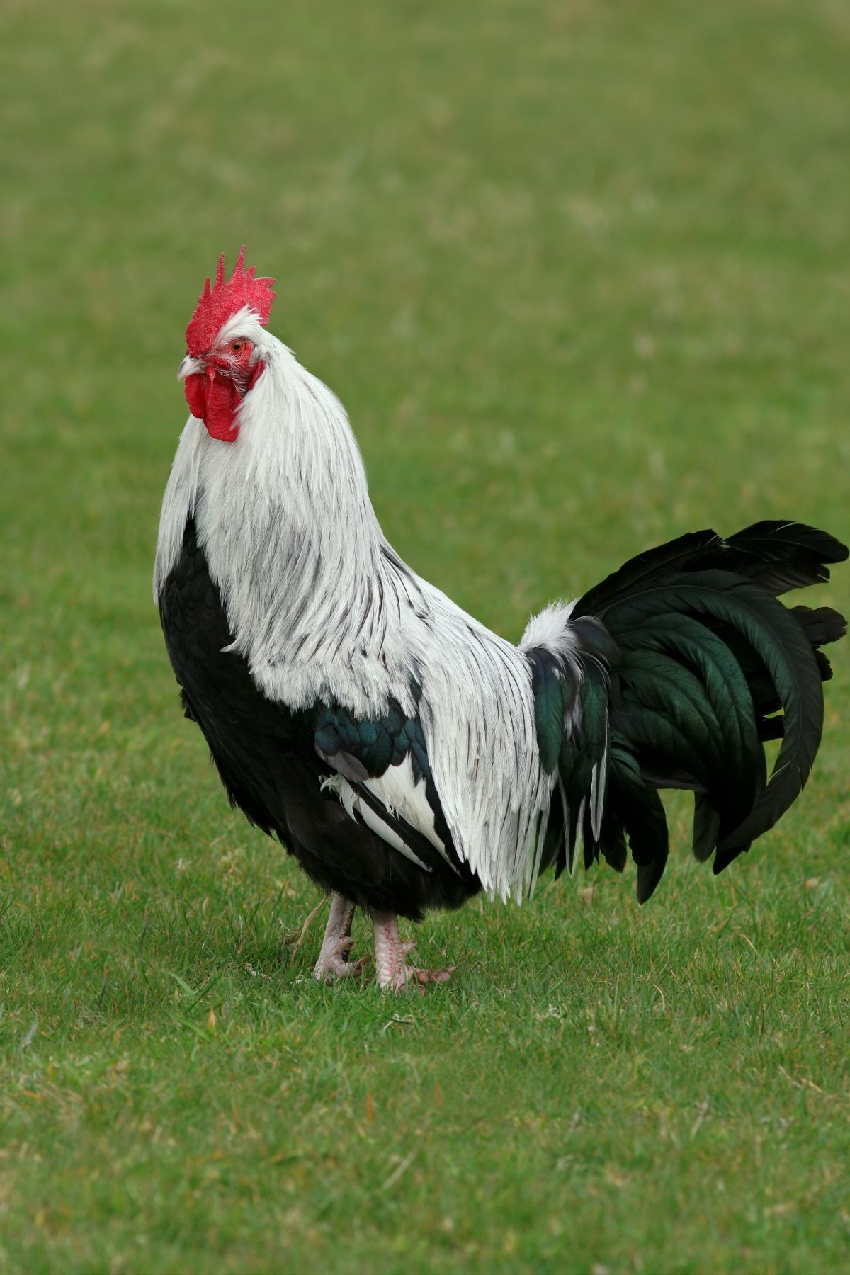 A big tall Dorking rooster on green grass.