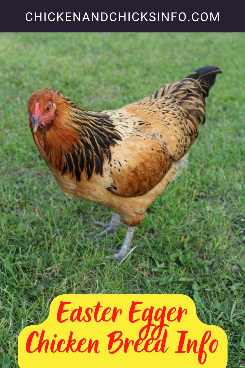 Easter Egger Chicken Breed Info Pinterest image.
