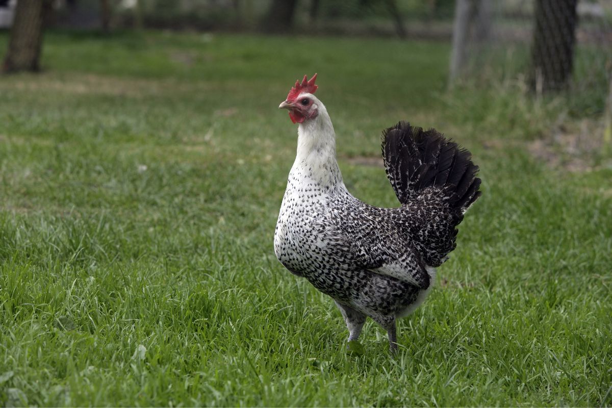 An adorable Egyptian Fayoumi Chicken on a green pasture.