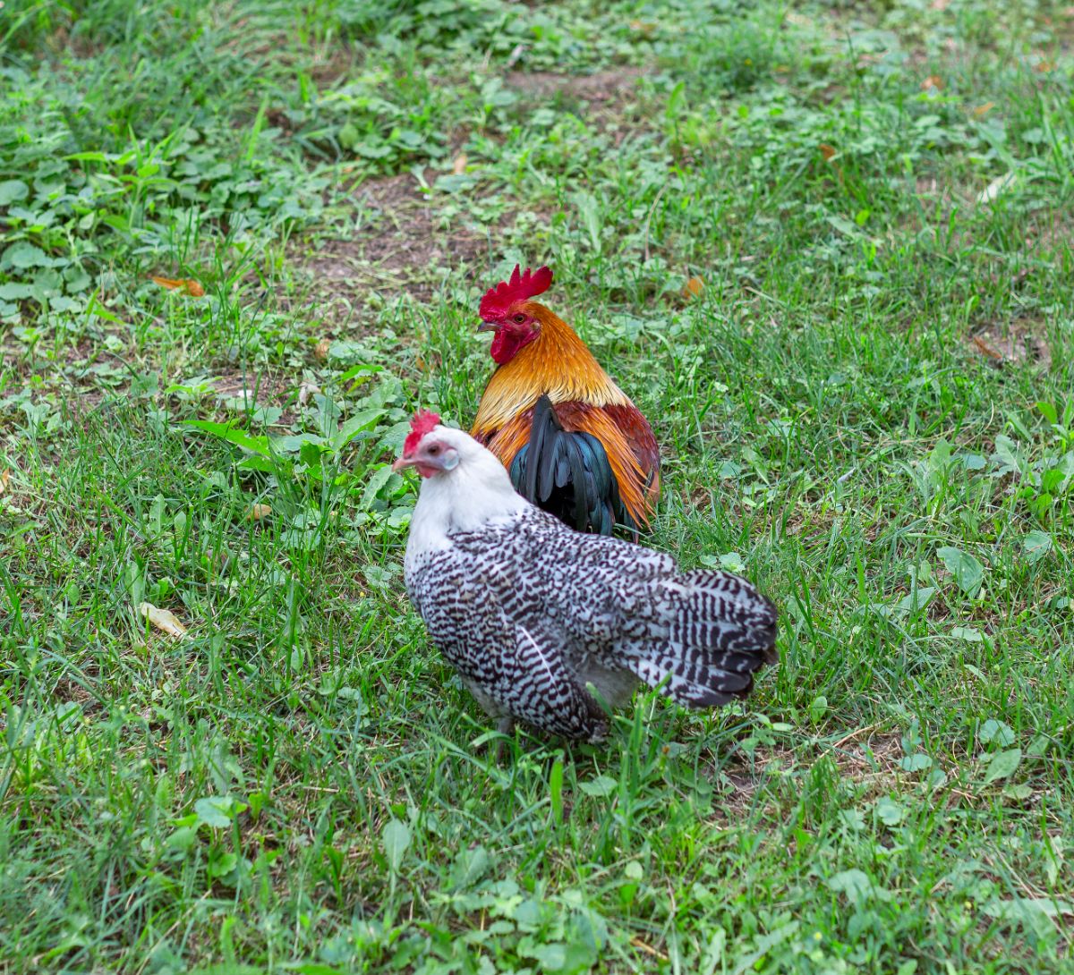 An Egyptian Fayoumi Chicken and a brown rooster in a backyard pasture.