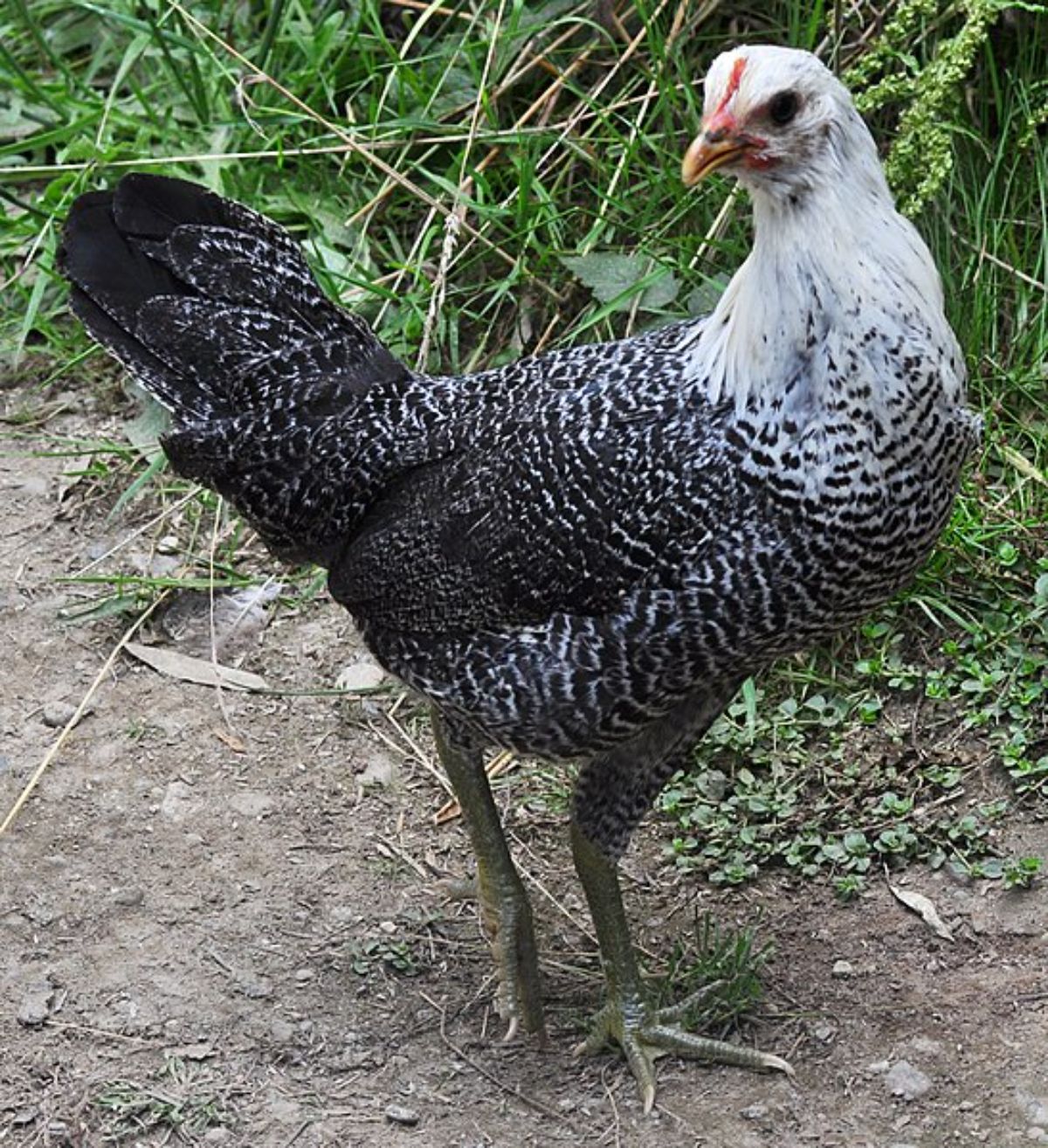 An Egyptian Fayoumi Chicken close-up.