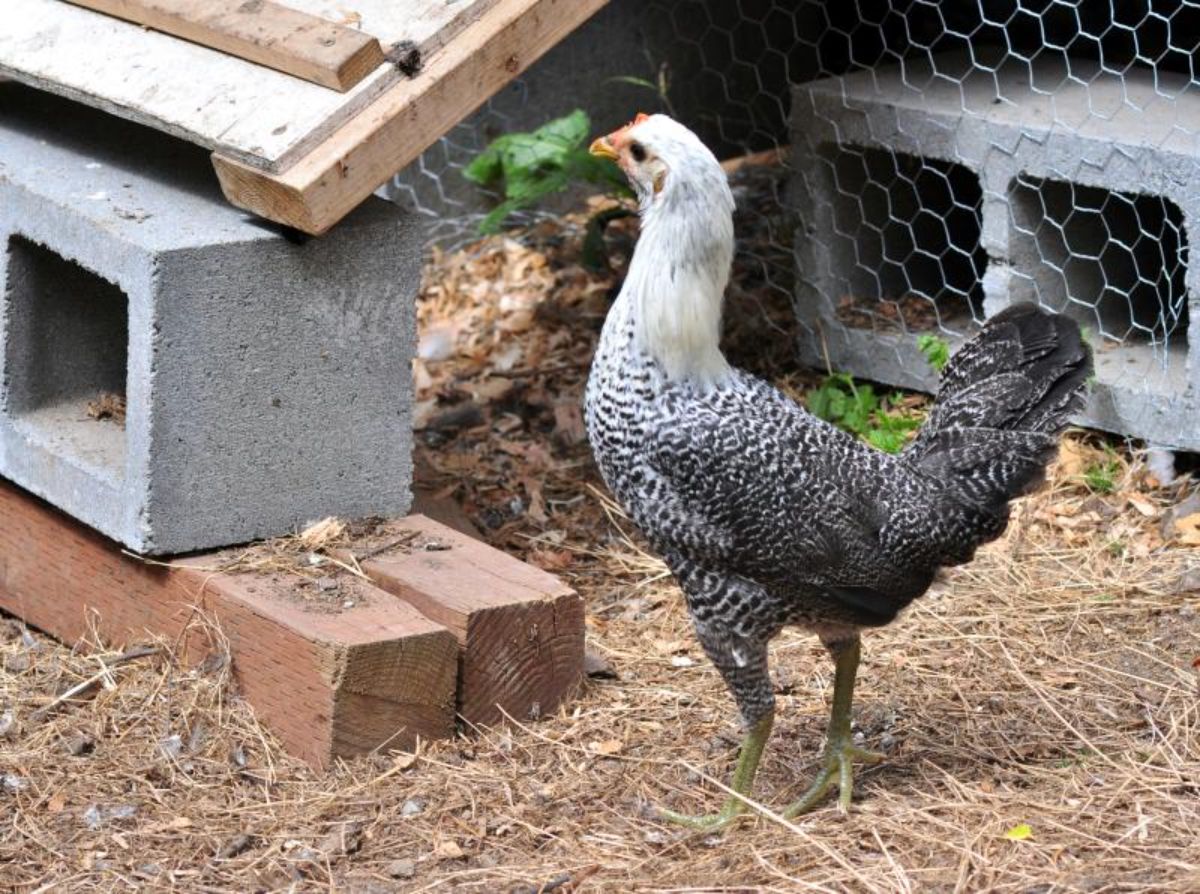 An adorable Egyptian Fayoumi Chicken near a chicken coop entrance.