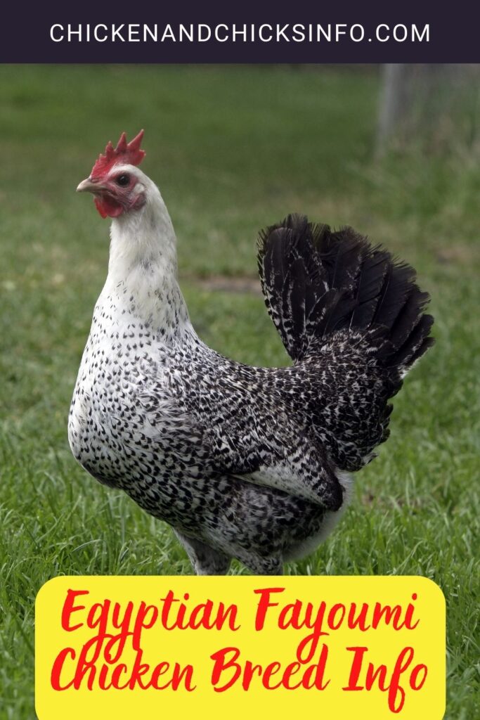 Egyptian Fayoumi Chicken Breed Info Where To Buy Chicken And Chicks Info