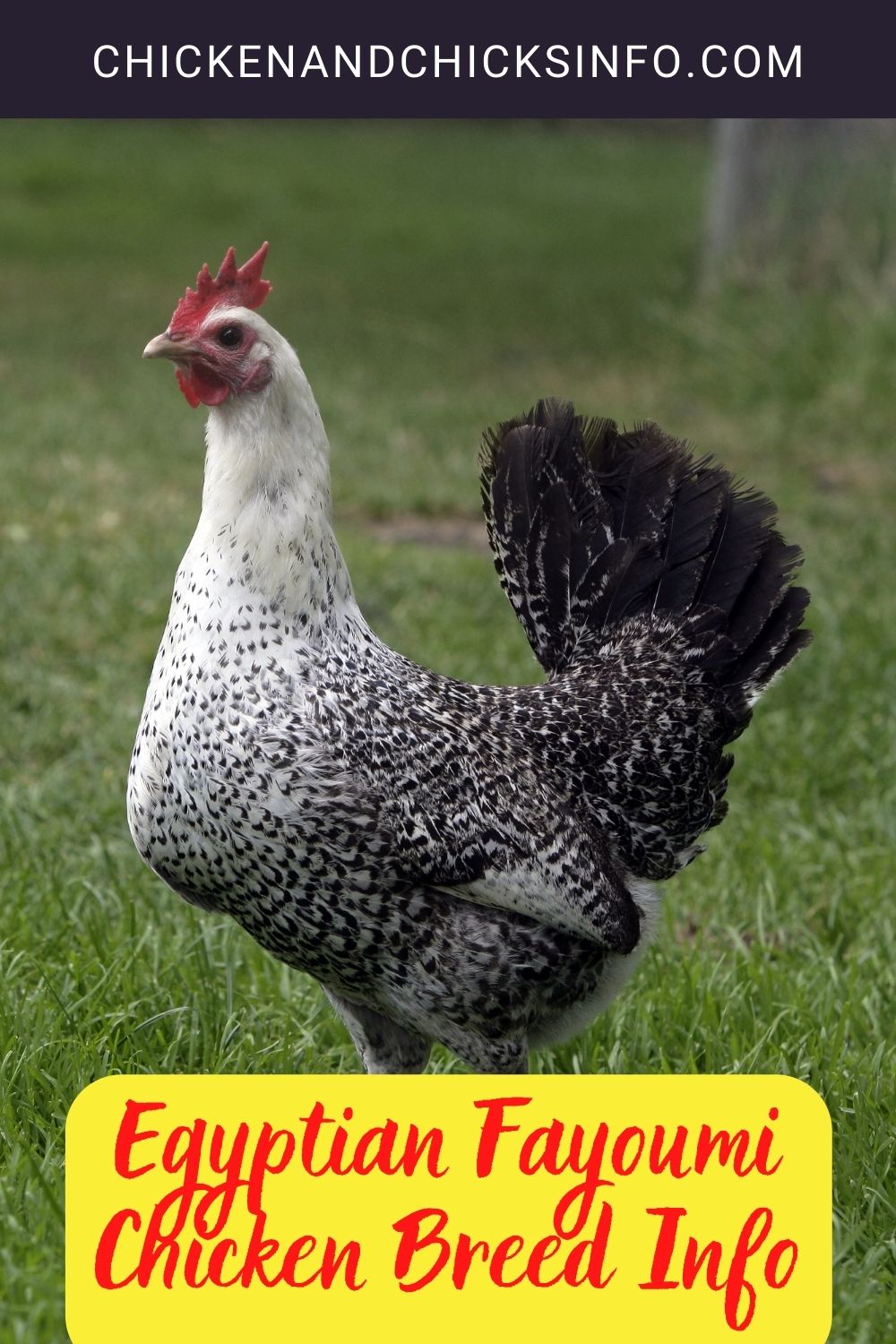 Egyptian Fayoumi Chicken Breed Info pinterest image.