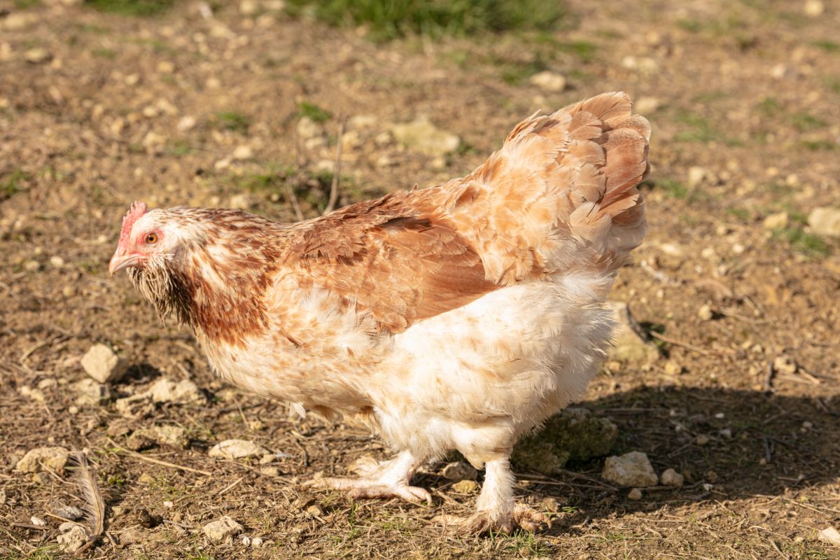 An adorable Faverolles Chicken wandering in a backyard on a sunny day.