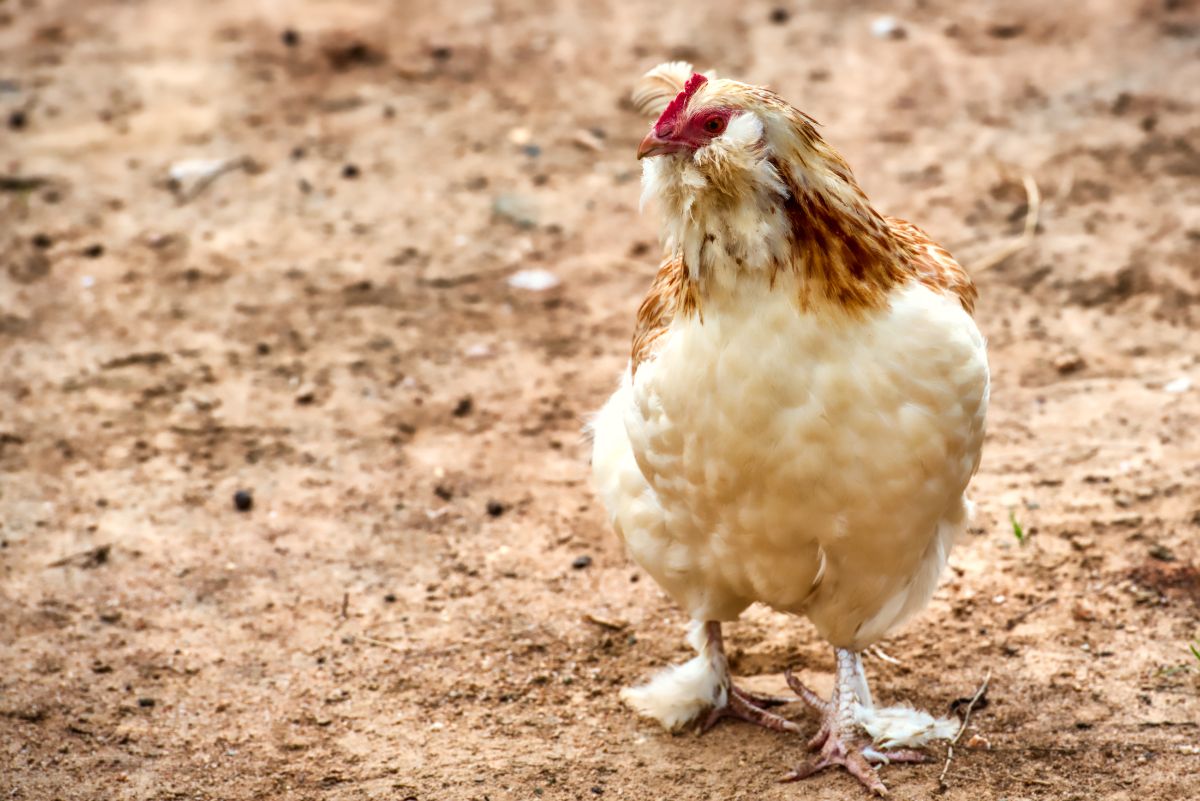 An adorable Faverolles Chicken with golden plumage in a backyard.