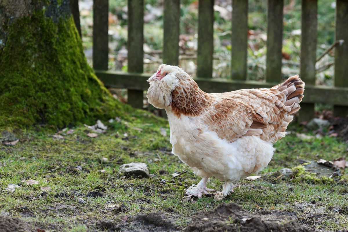 An adorable Faverolles Chicken in a backyard near a wooden fence.