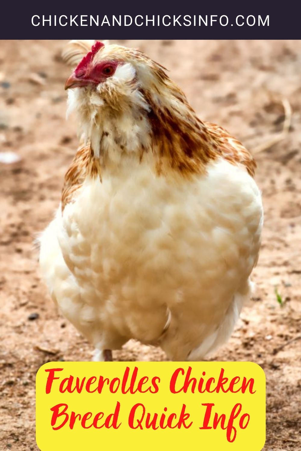 Faverolles Chicken Breed Quick Info pinterest image.