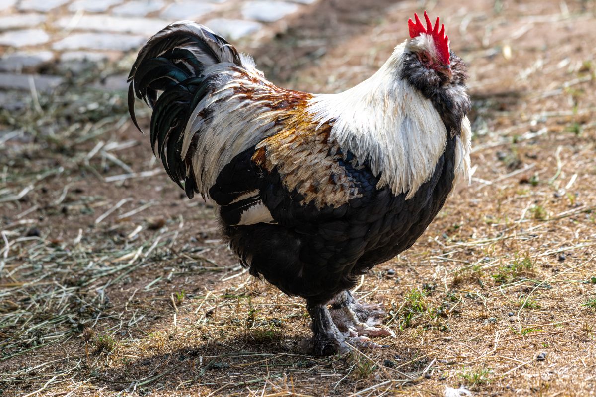 A colorful Faverolles rooster in a backyard.