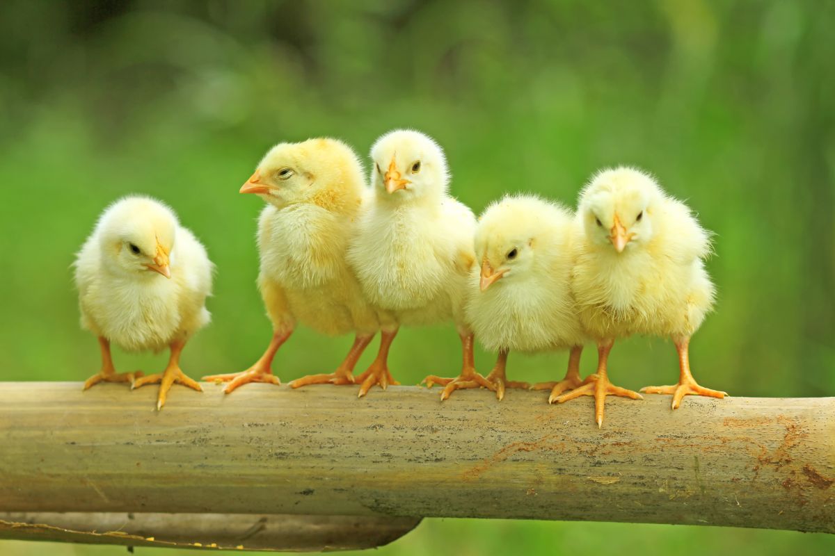 Five adorable yellow chicks perched on a bamboo pole.