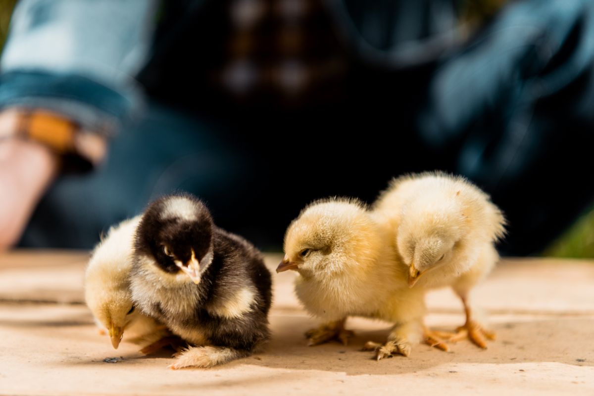 Four adorable chicks perched on a wooden board.