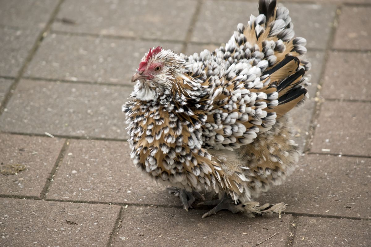 An adorable Frizzle Chicken standing on a pavement