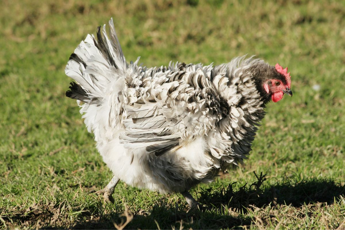 An adorable grey Frizzle Chicken is walking on a green meadow.