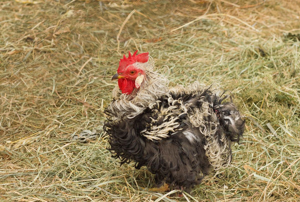 An adorable Frizzle rooster on a hay.