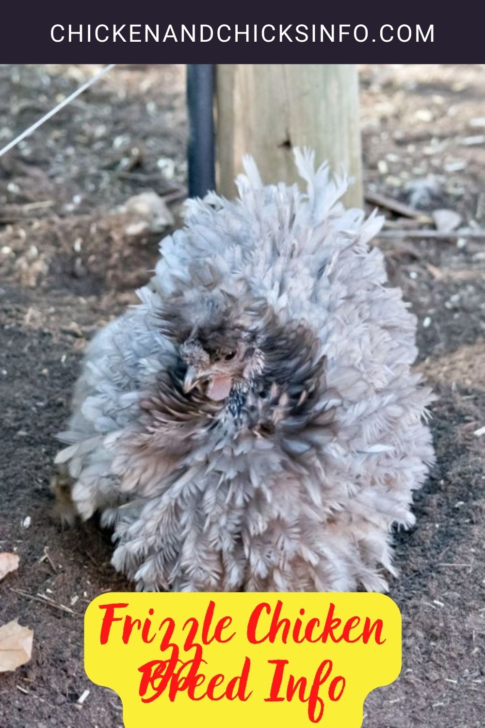 Frizzle Chicken Breed Info pinterest image.