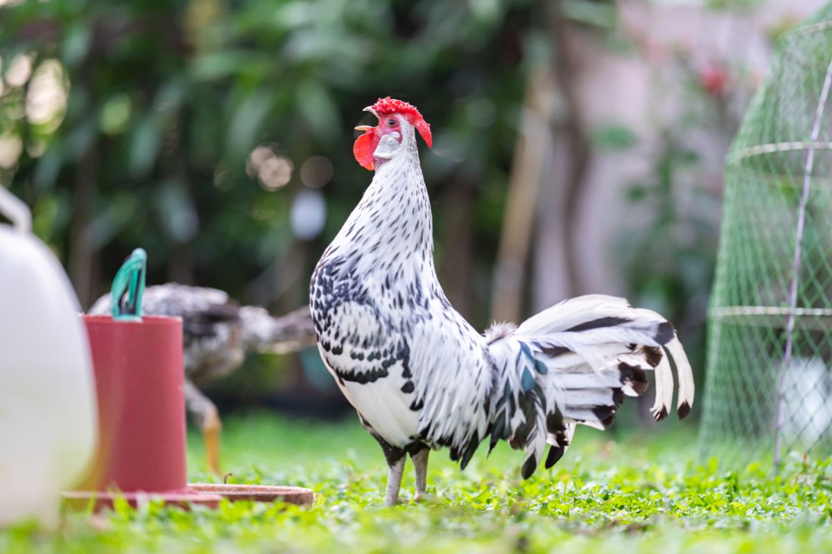 A crowing Hamburg rooster in a backyard.