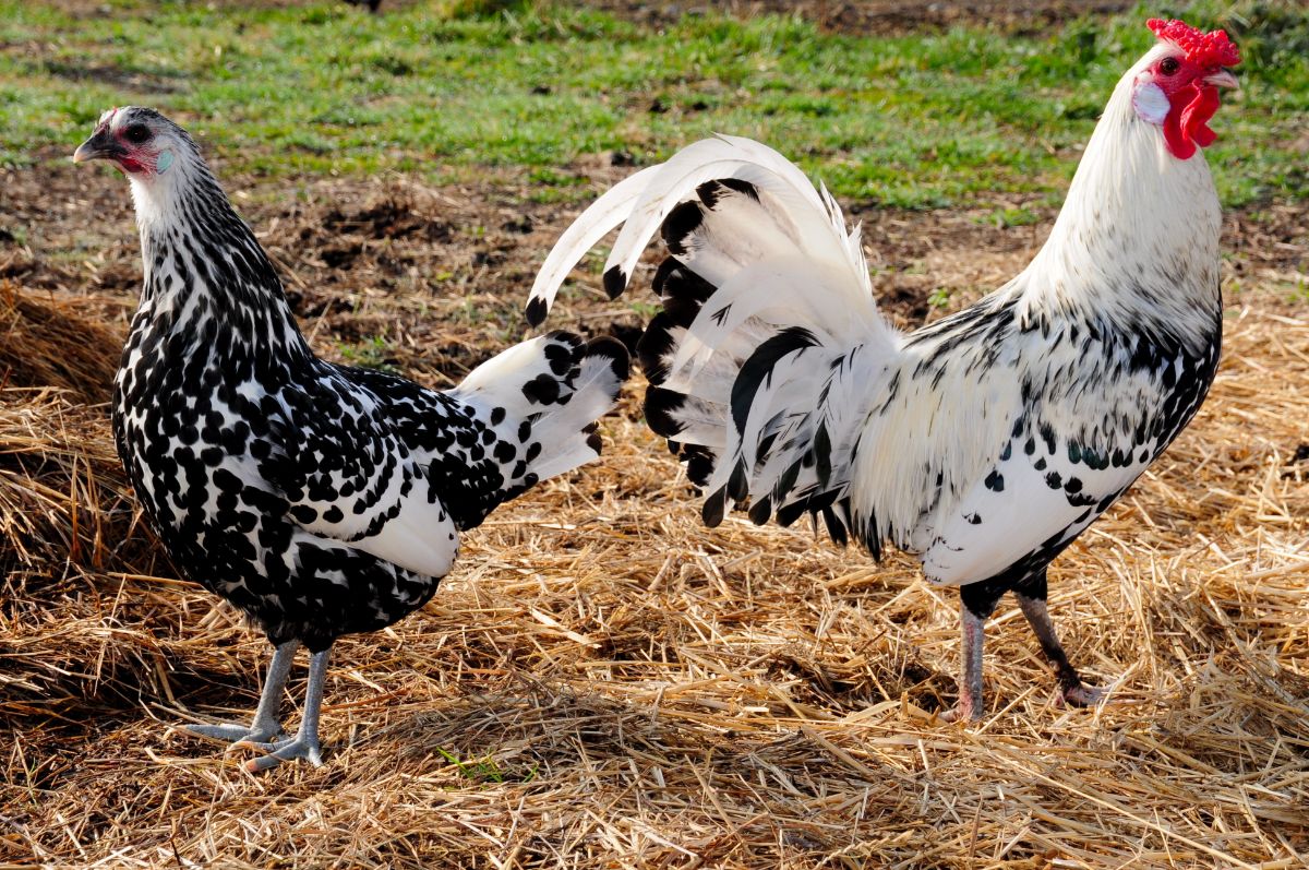 A Hamburg rooster and a Hamburg hen on a straw in a backyard.