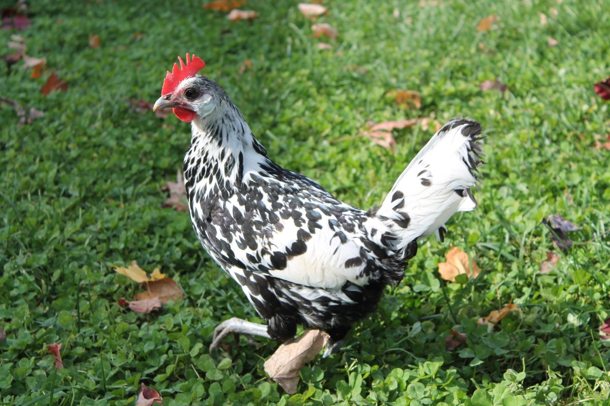 An adorable Hamburg hen on a green meadow.