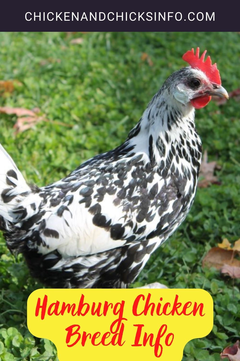 Hamburg Chicken Breed Info pinterest image.