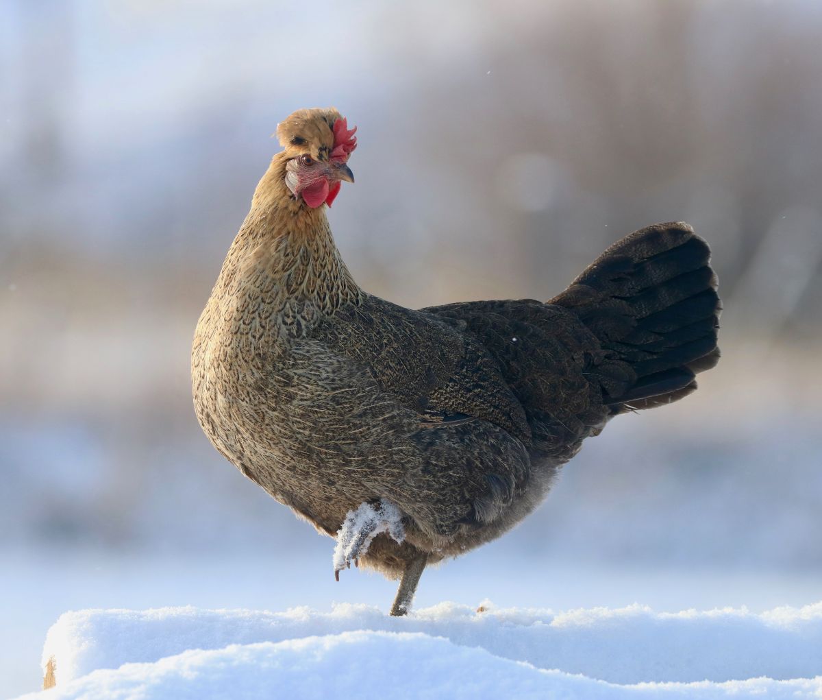 An adorable Icelandic Chicken standing in the snow.