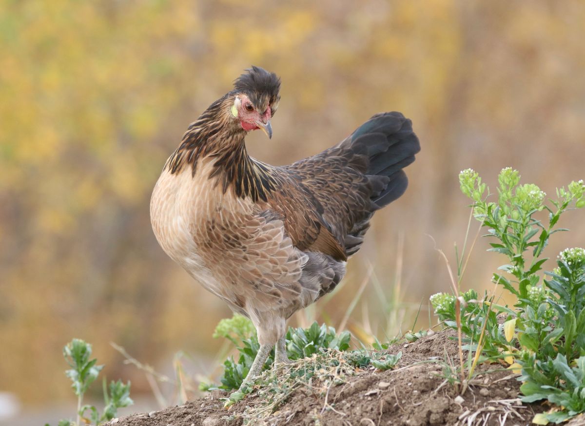 An adorable Icelandic hen on a backyard hill.