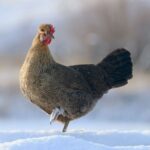 An adorable Icelandic Chicken standing in the snow.