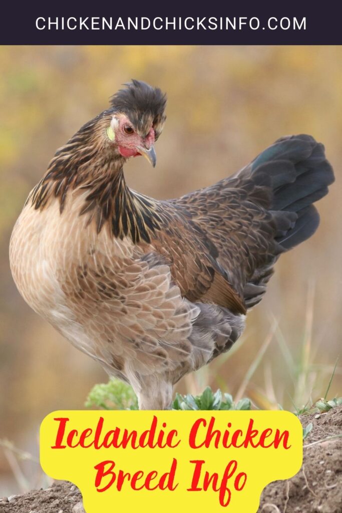 Icelandic Chicken Breed Info Chicken & Chicks Info