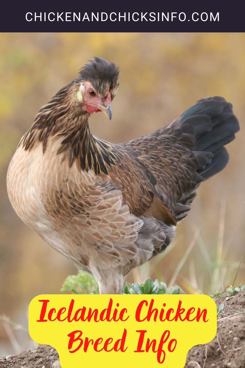 Icelandic Chicken Breed Info pinterest image.