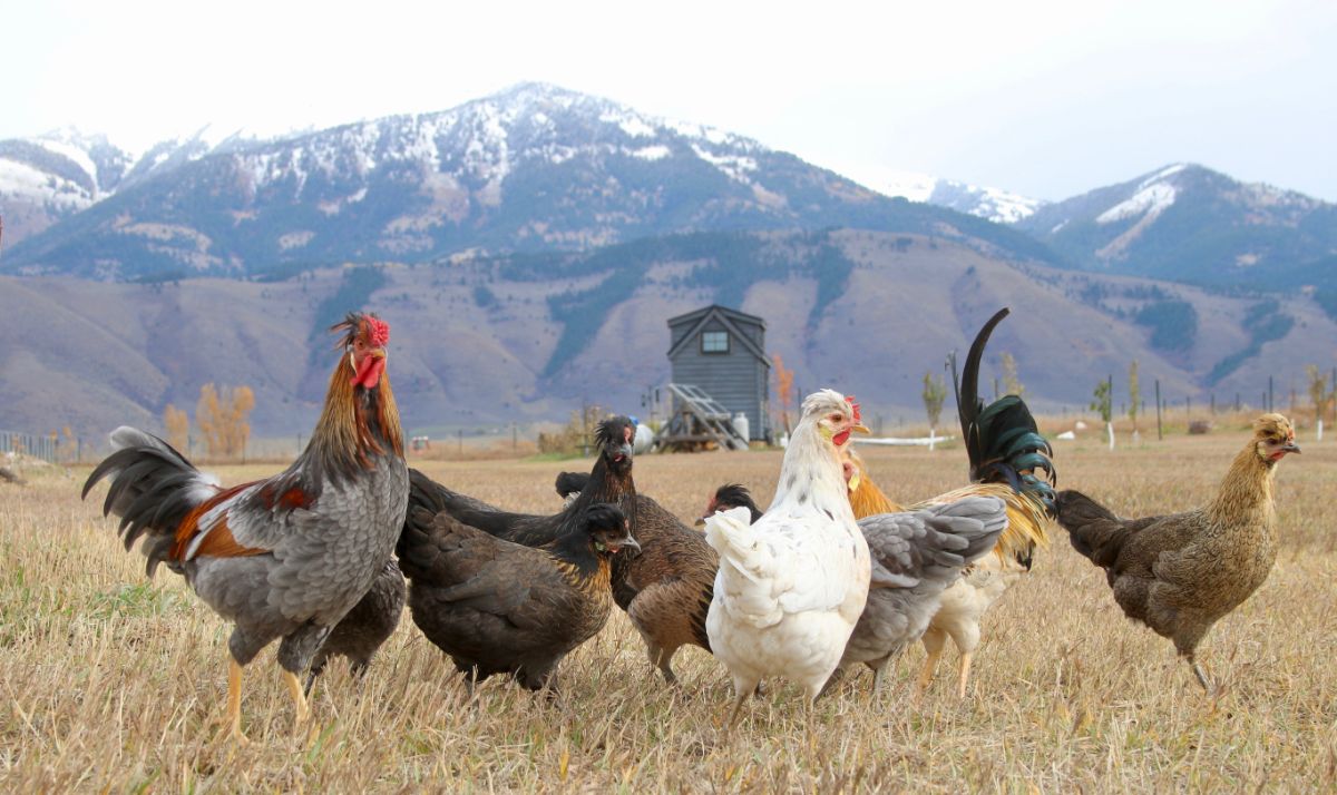 An Icelandic Chicken flock on a big pasture.