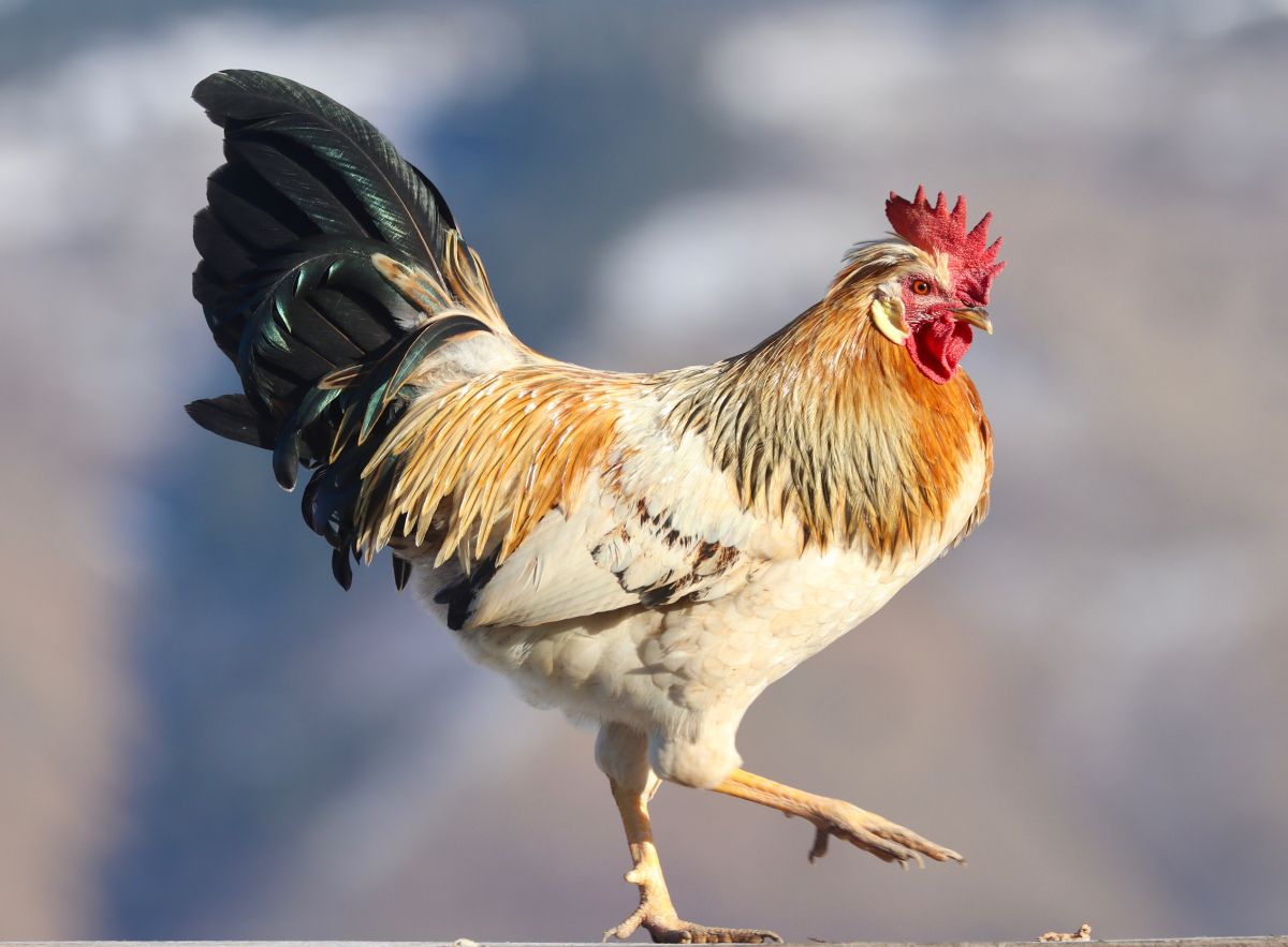 An Icelandic rooster with colorful plumage on a sunny day.