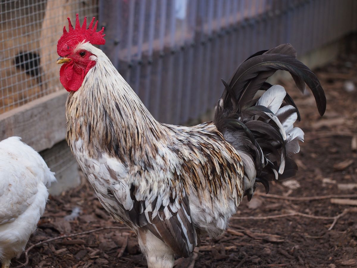 A big speckled Isbar rooster in a chicken coop.