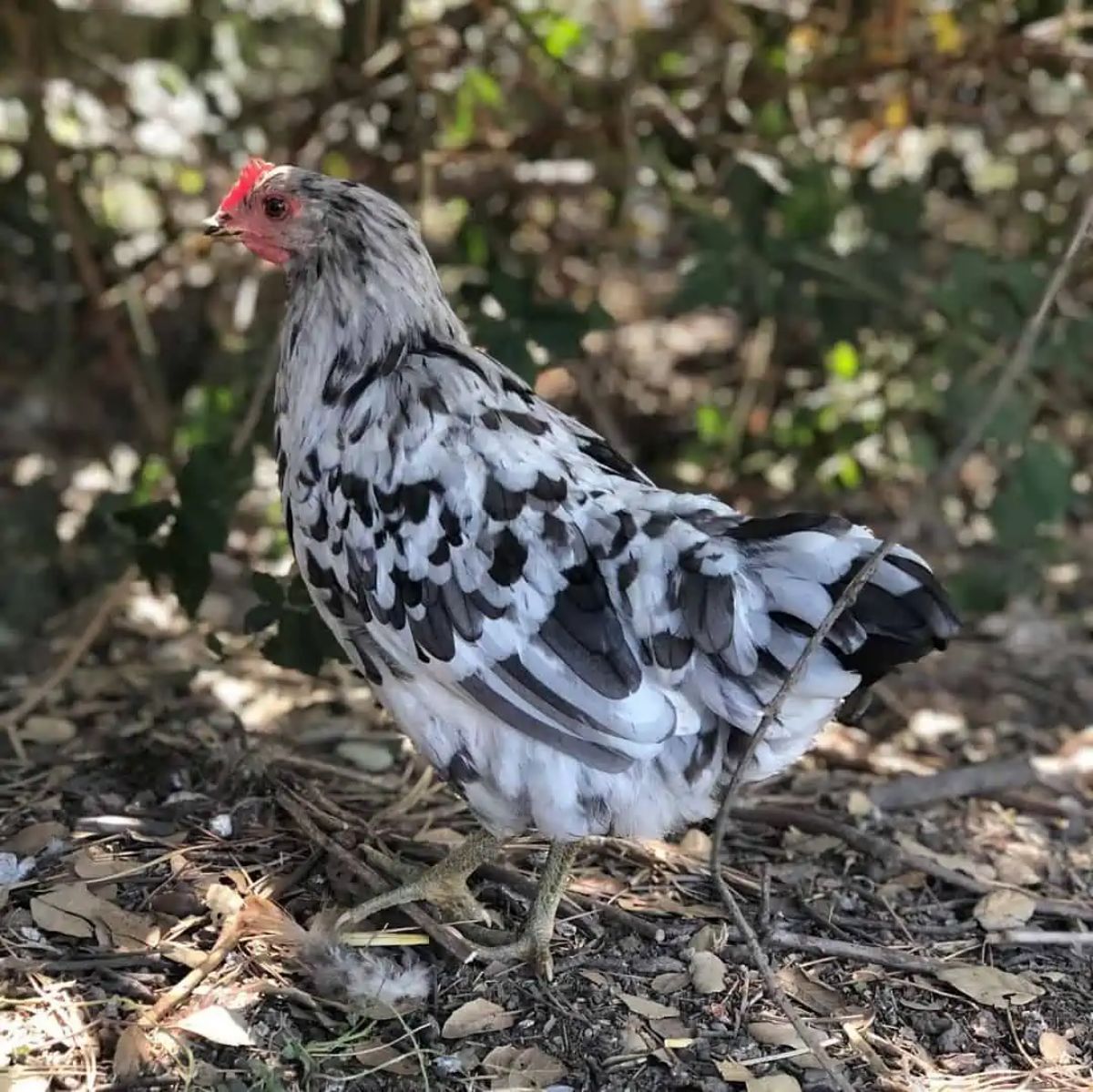 A white-black splash Isbar hen in a backyard.