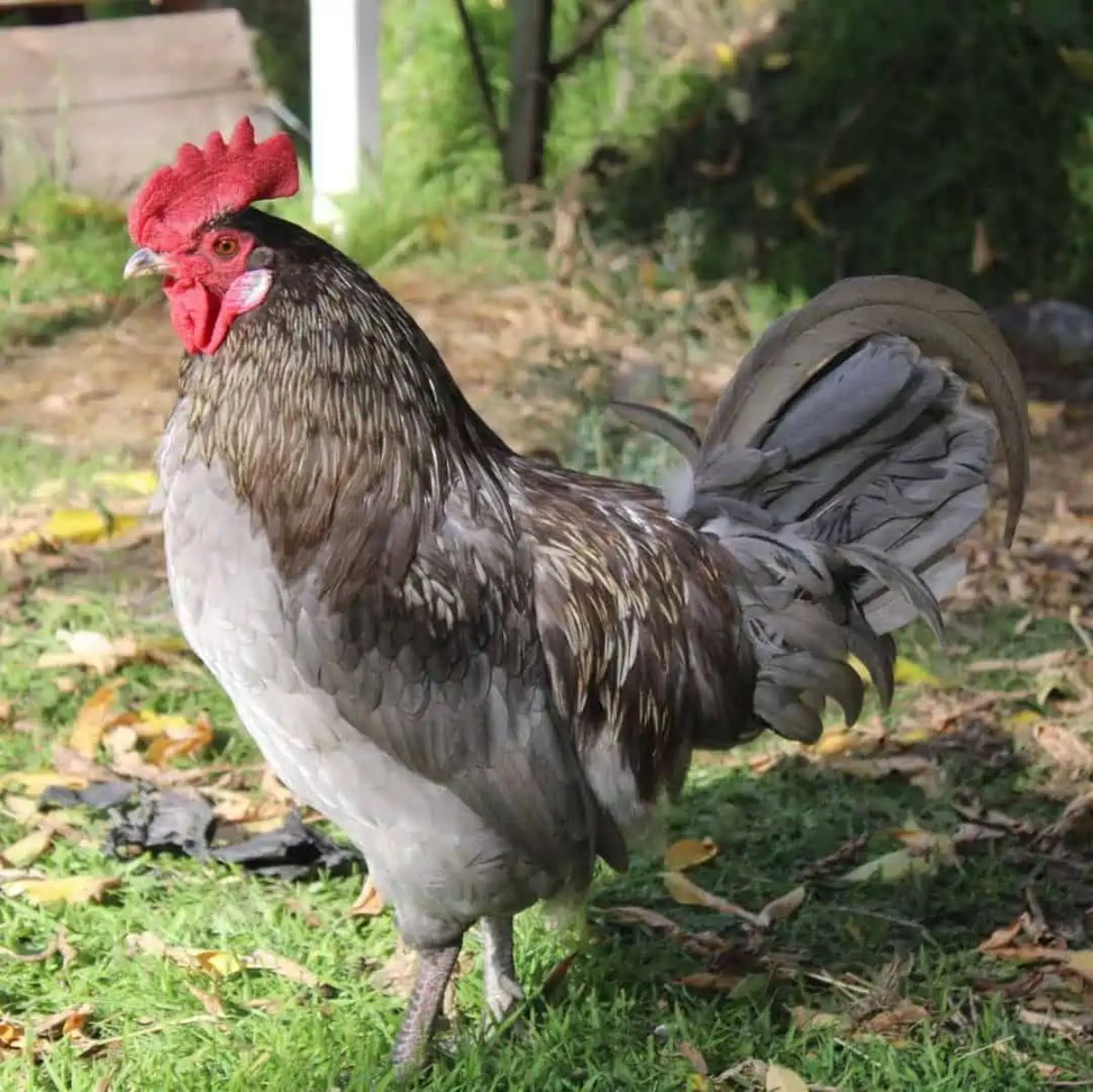 A big blue Isbar rooster in a backyard.
